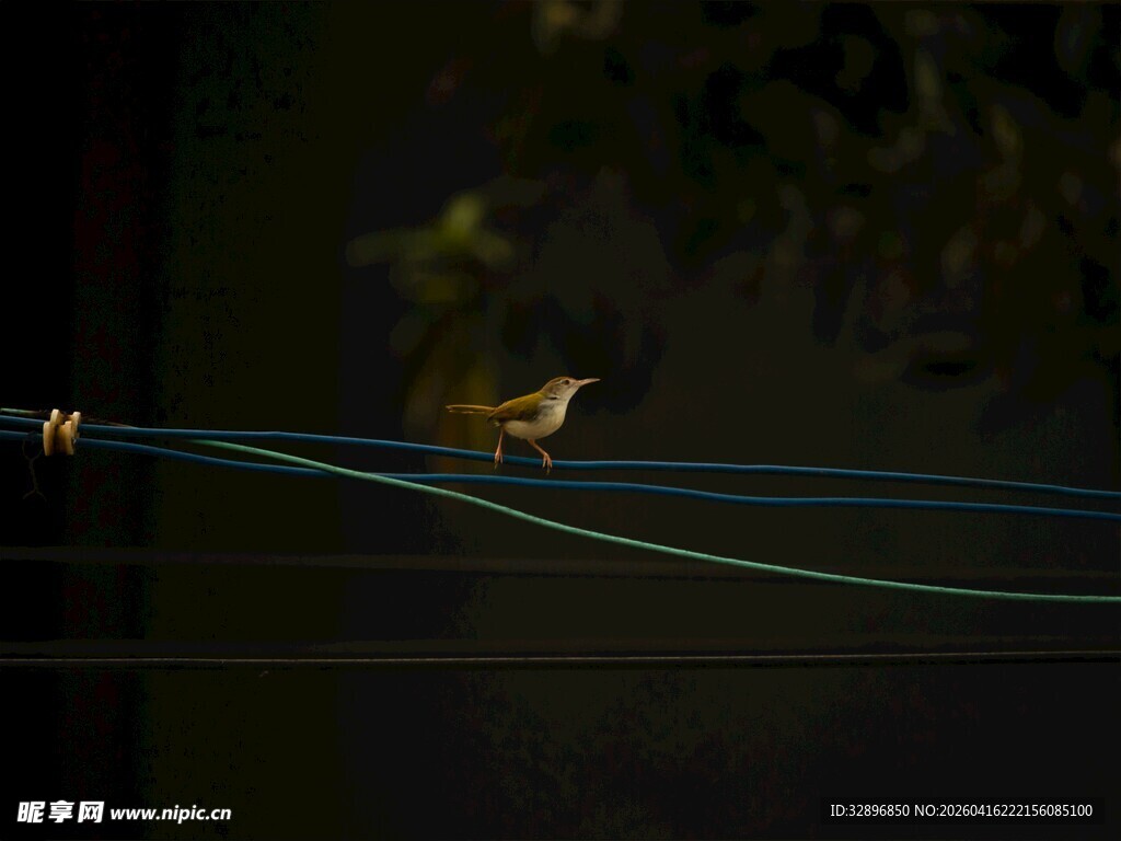 小鸟立于电线上