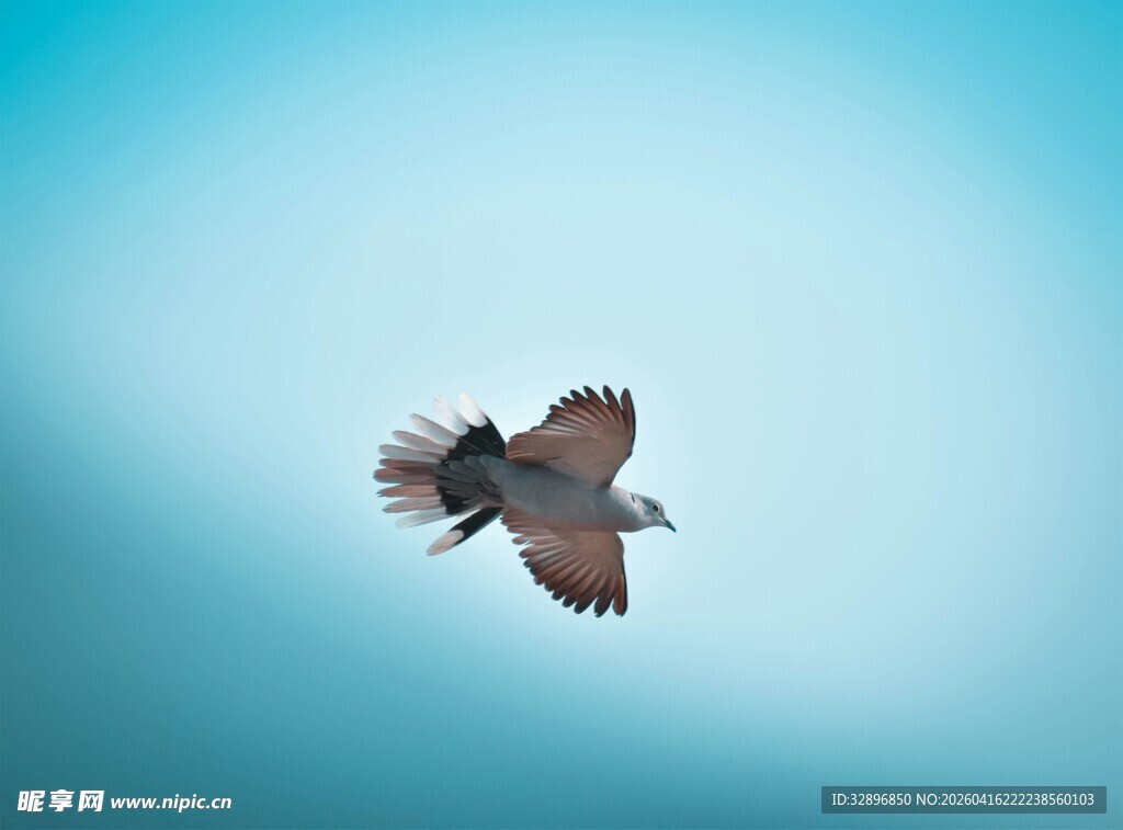 翱翔蓝天的飞鸟