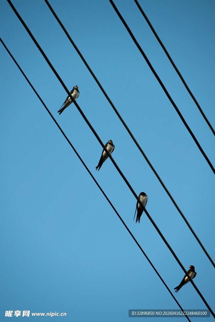 电线上的小鸟