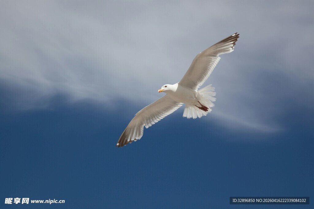蓝天中翱翔的白色海鸥
