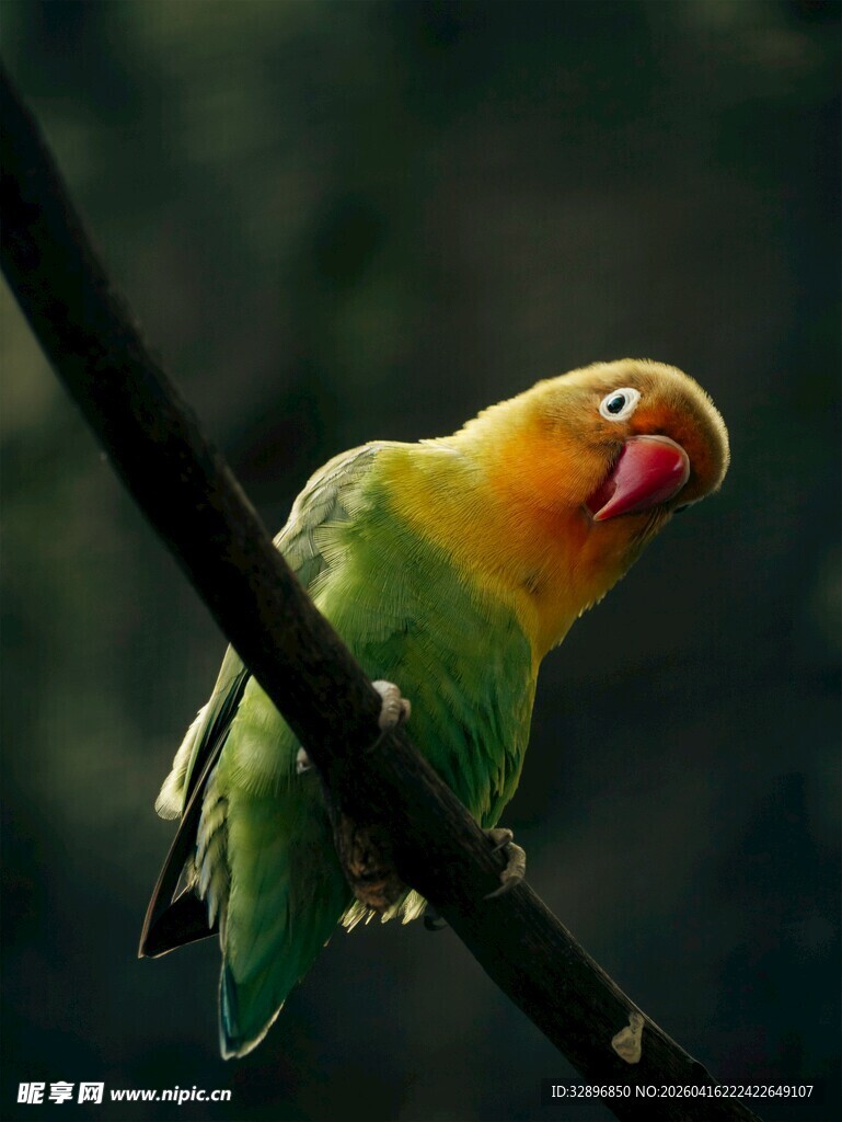 枝头彩羽鹦鹉姿态优雅