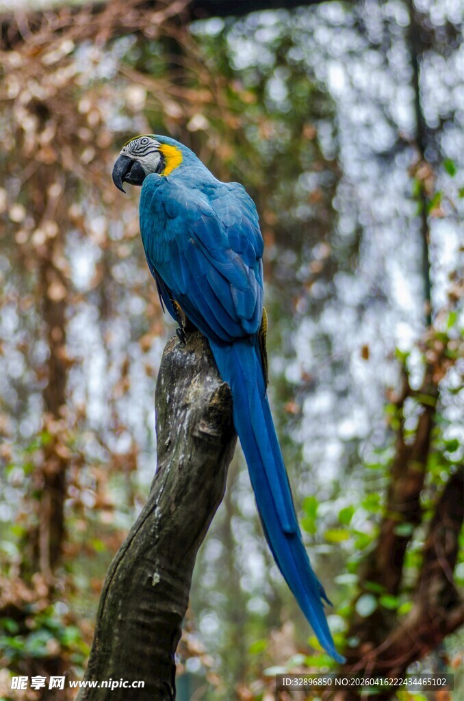 蓝羽长尾鸟栖息于枝头