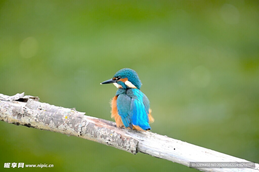 蓝翠鸟栖息于枝头