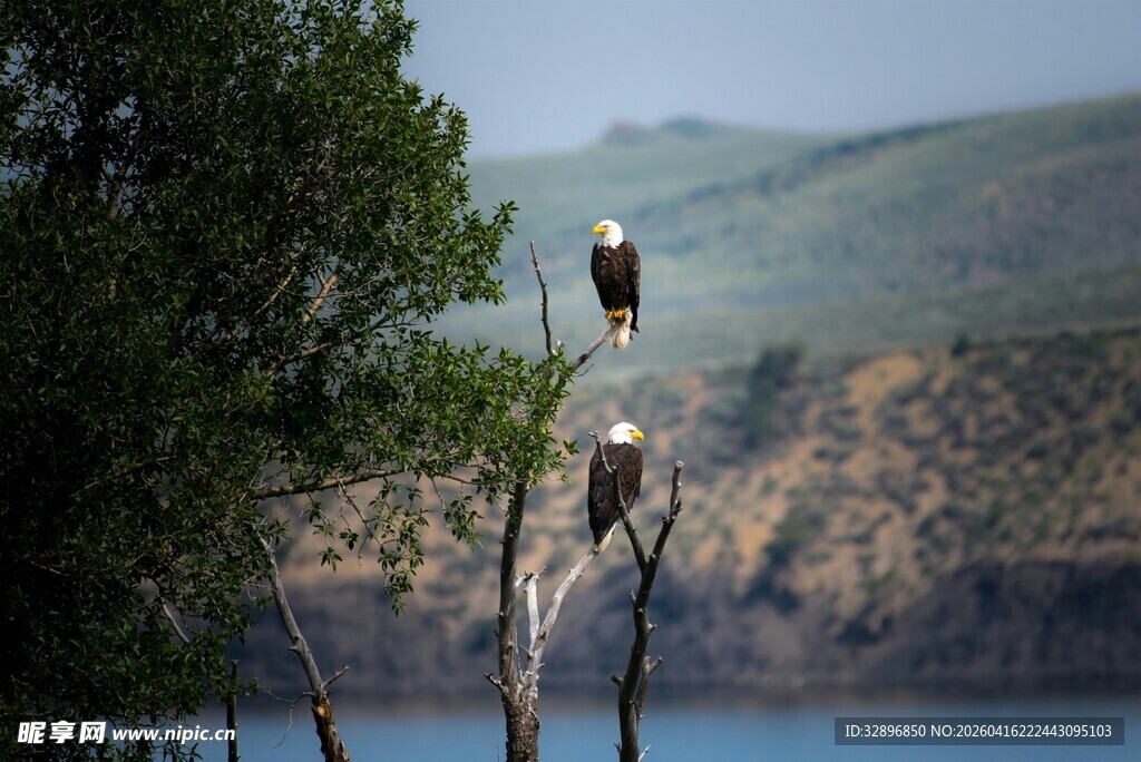 枝头双鹰俯瞰壮丽湖山