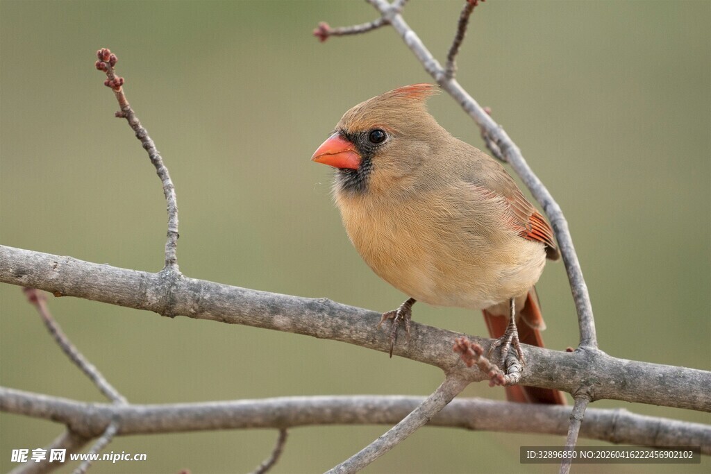 枝头的红衣主教鸟