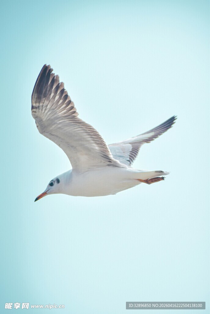 翱翔蓝天的海鸥