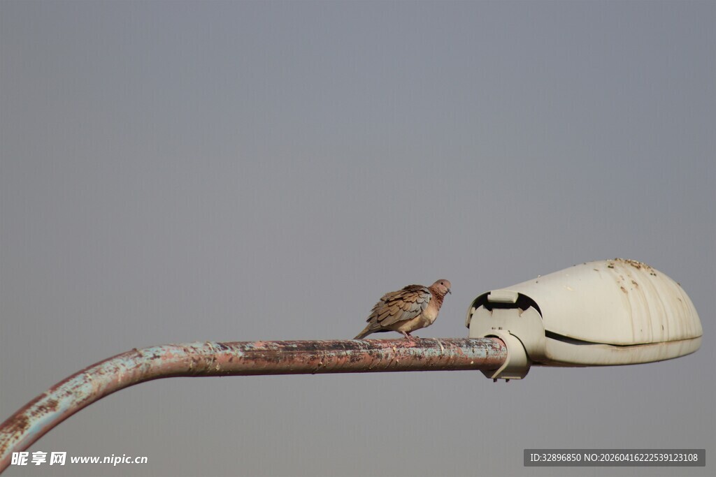 枝头小鸟与破损灯罩