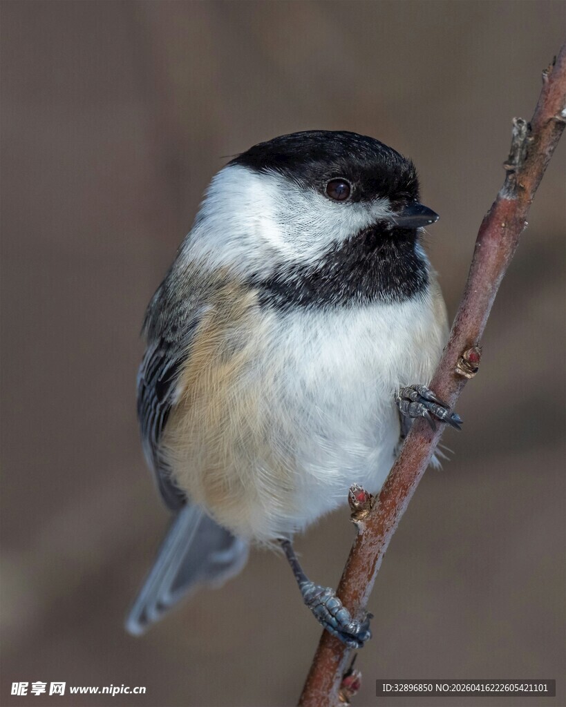 栖息枝头的黑白小鸟