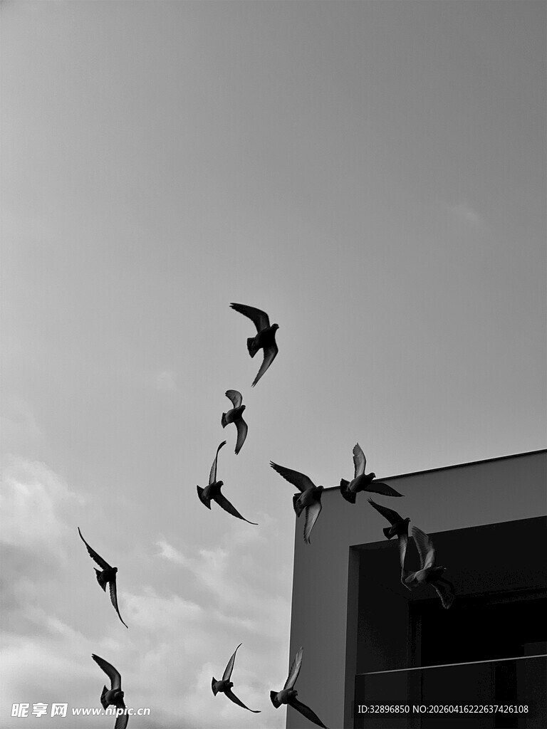 飞鸟掠过建筑物上空