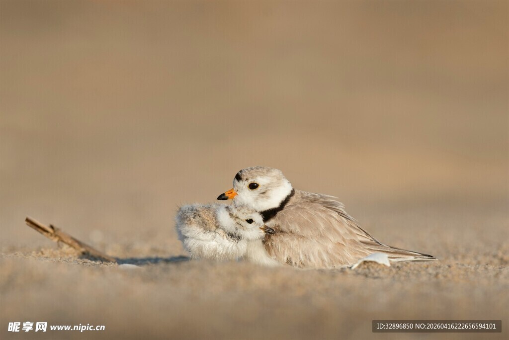 两只猫鼬亲昵互动场景
