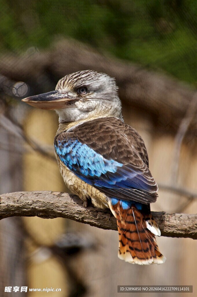 蓝羽笑翠鸟栖息于枝头
