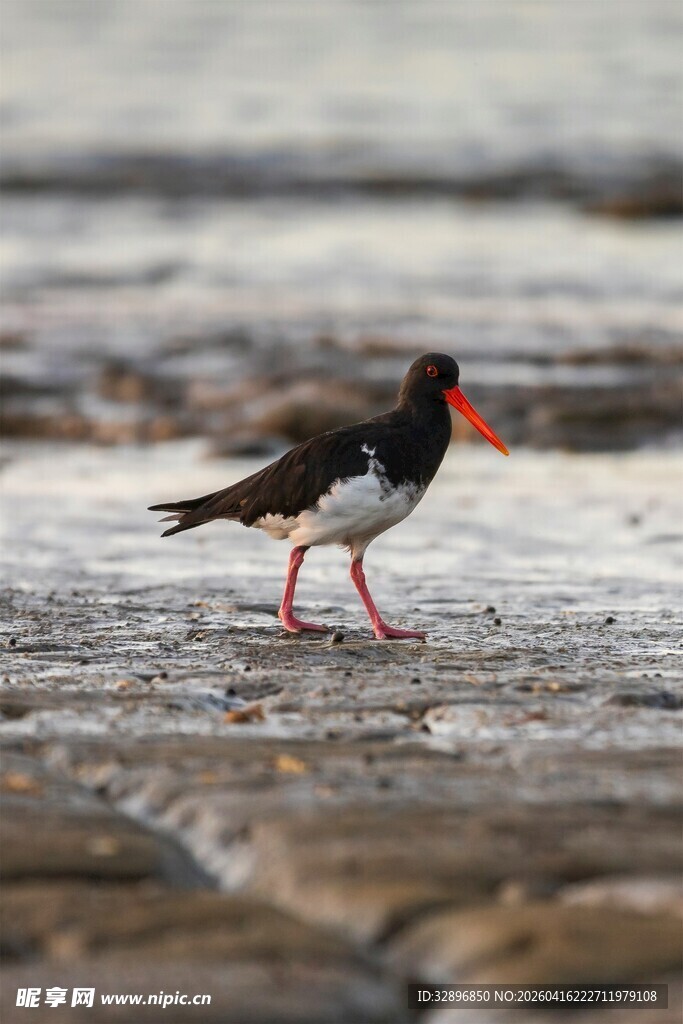 海滩上行走的红喙黑鸟