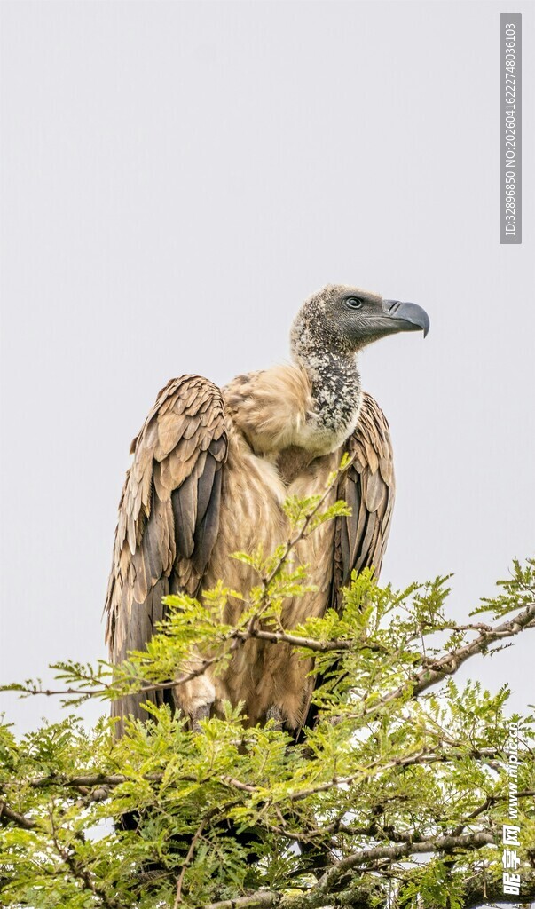 栖息于树梢的大型秃鹫