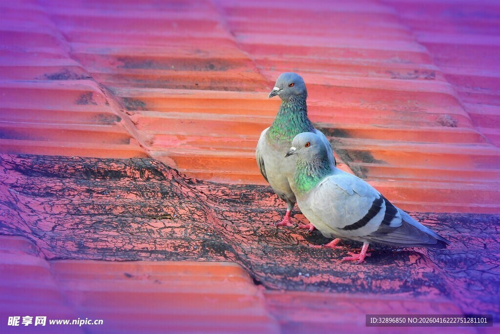 屋顶上亲昵的两只鸽子
