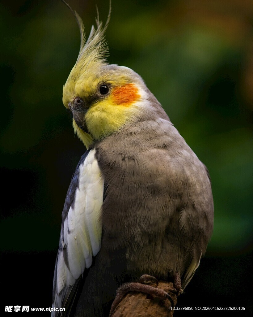 可爱玄凤鹦鹉栖息枝头