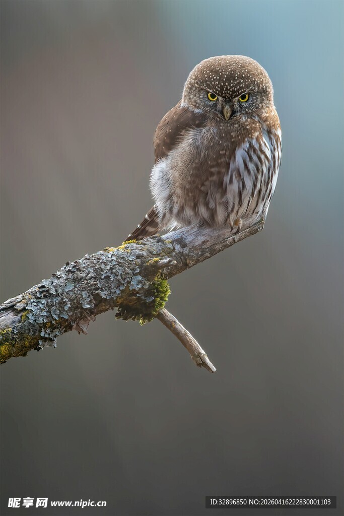 枝头的小巧猫头鹰