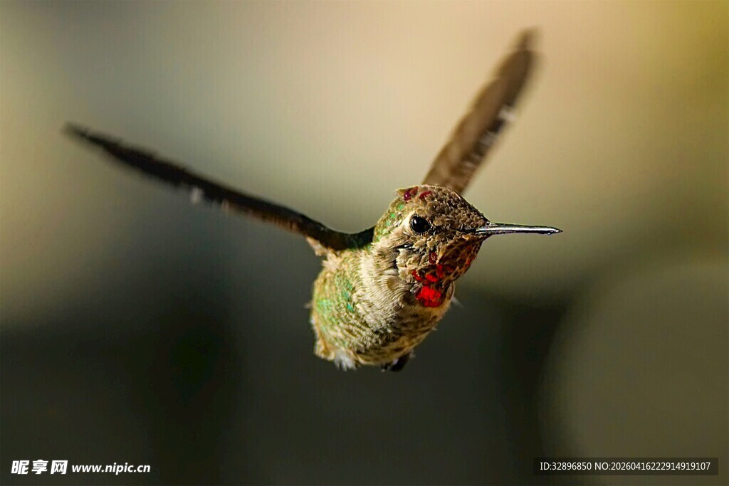 悬停的多彩蜂鸟