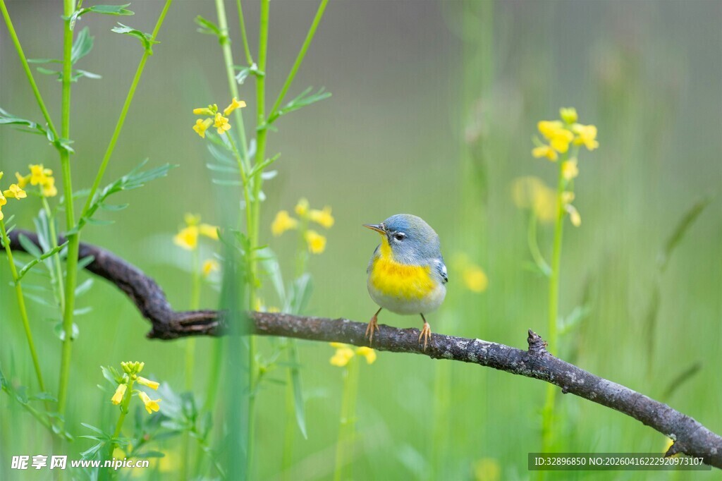 枝头黄羽小鸟赏春日黄花