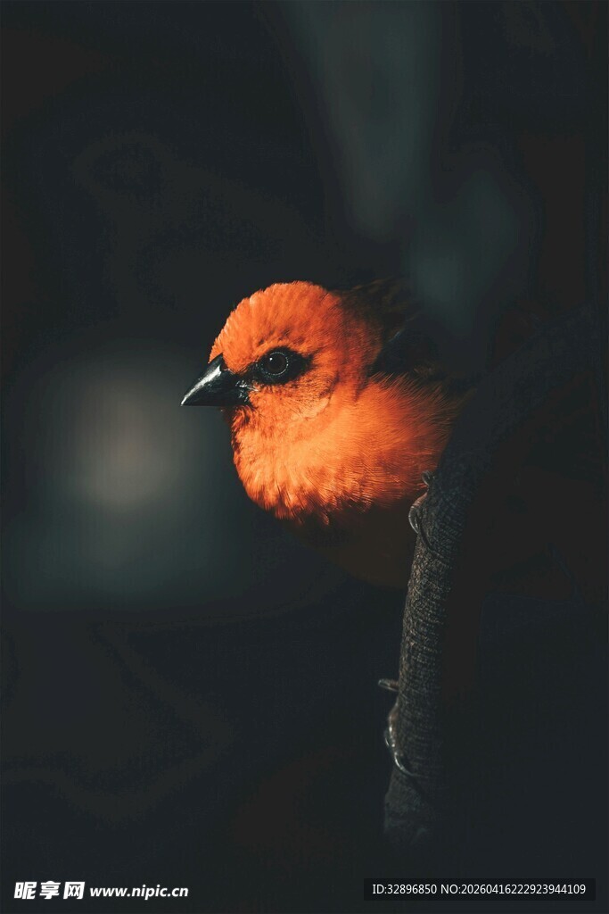 橙红色小鸟特写