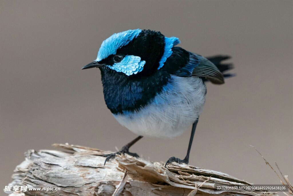 蓝羽小鸟立枝头