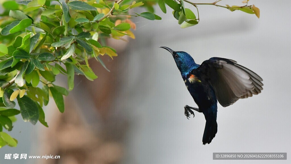 蓝鸟枝头展翅欲飞