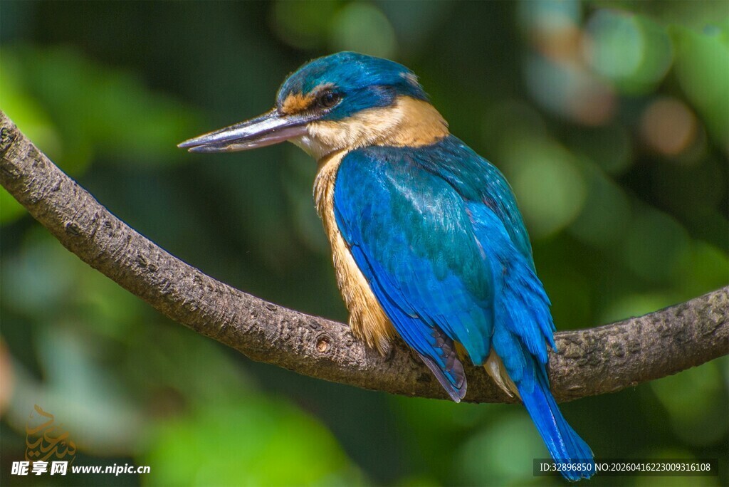 栖息枝头的美丽翠鸟