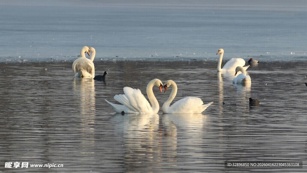 湖面上优雅的天鹅群
