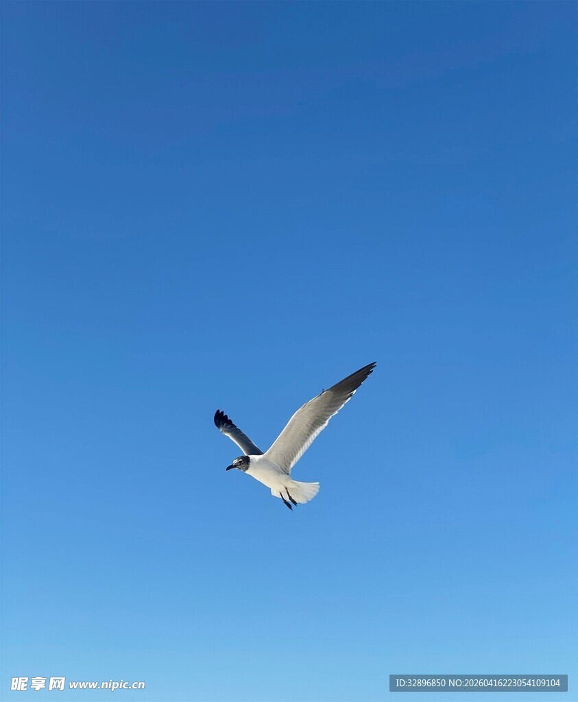 蓝天中翱翔的飞鸟