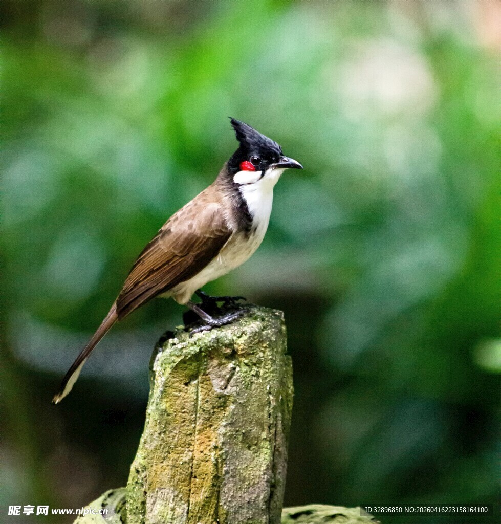 枝头凤头鹃鵙特写