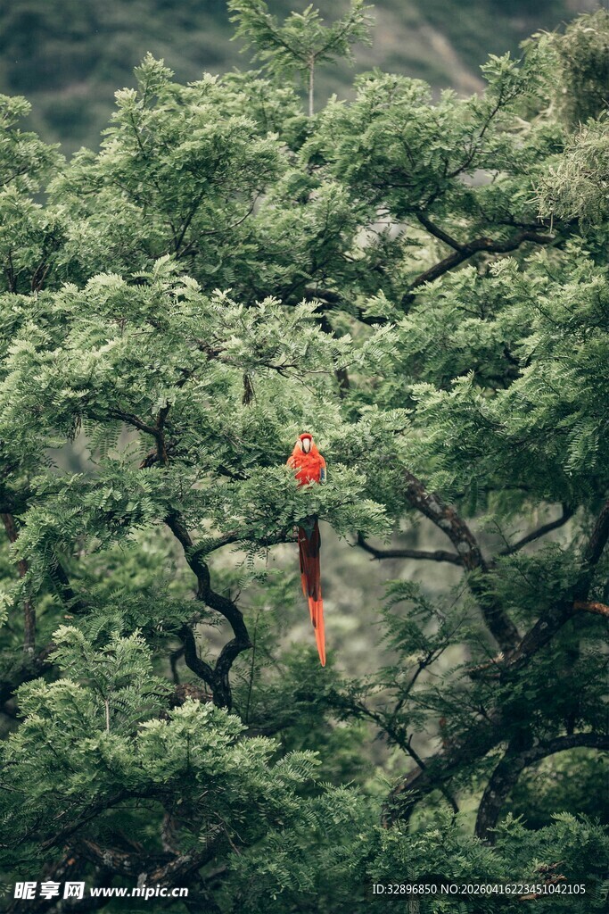绿叶间的一抹红