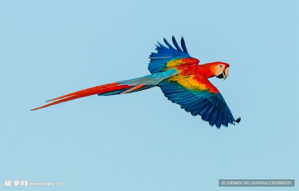 五彩鹦鹉蓝天展翅飞翔
