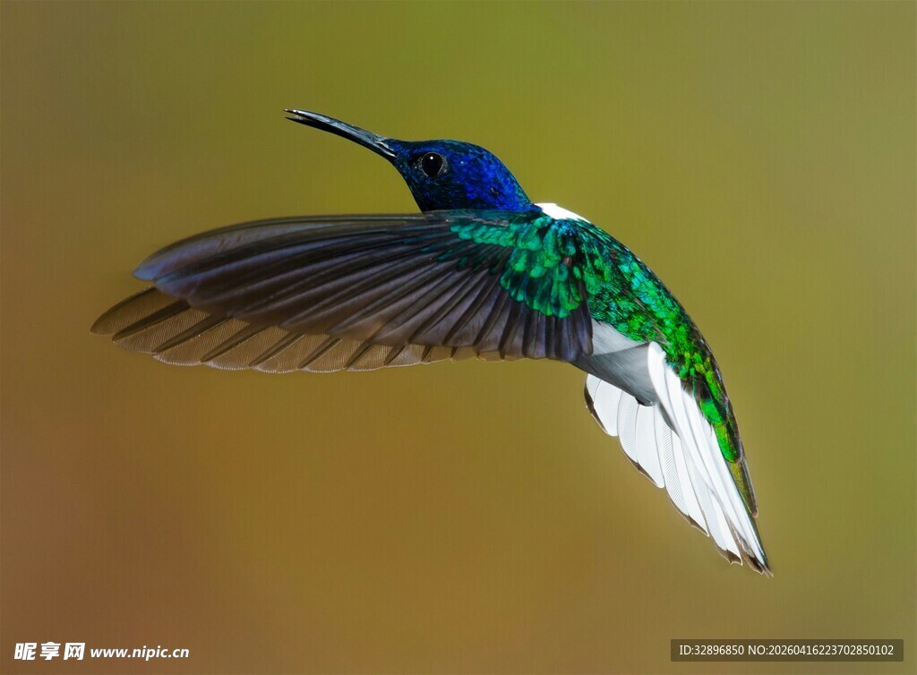 飞翔的多彩蜂鸟