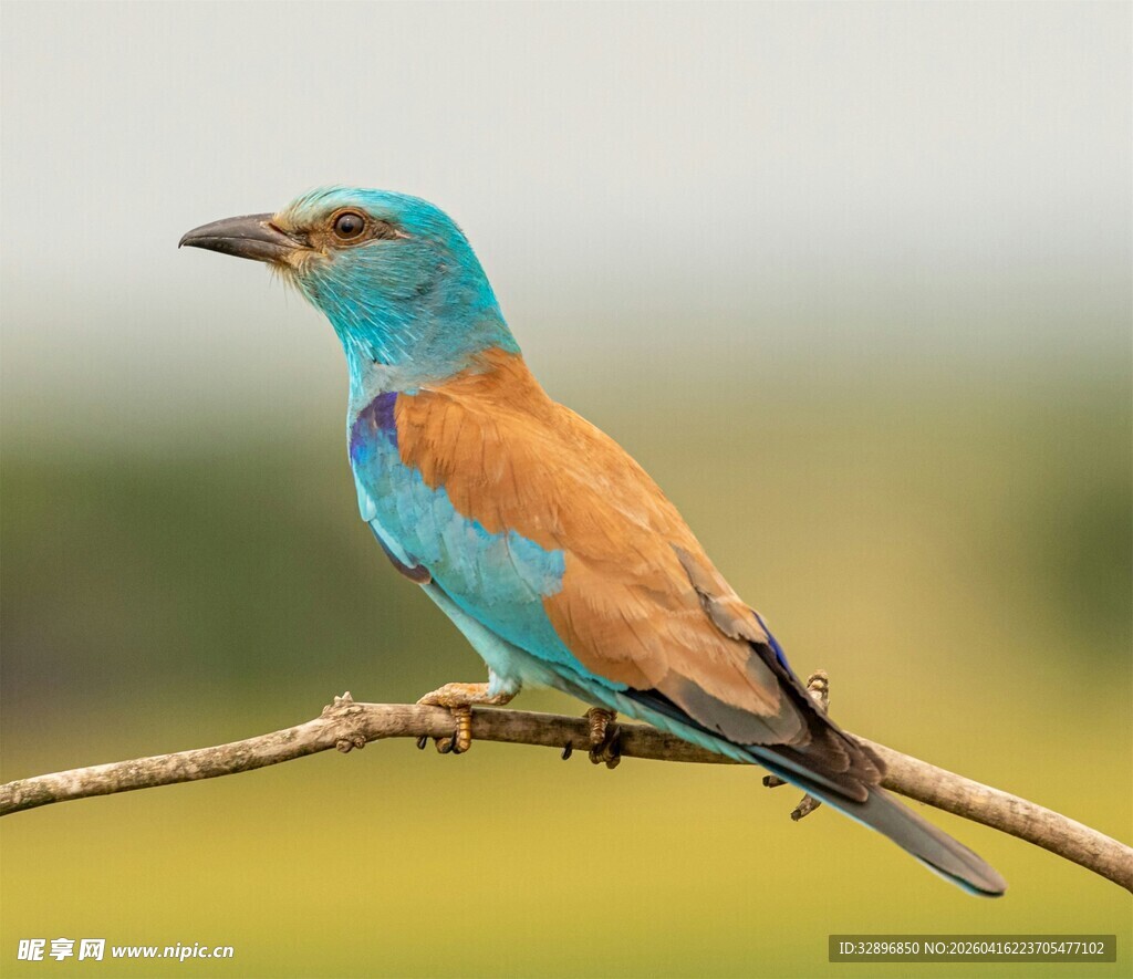 蓝棕相间鸟儿栖于枝头