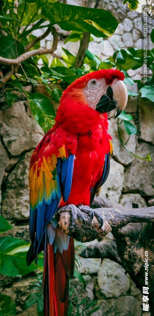 色彩艳丽的金刚鹦鹉