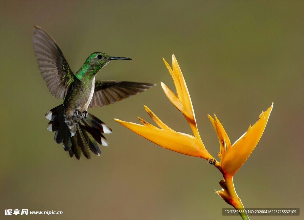 蜂鸟悬停于艳黄花朵旁