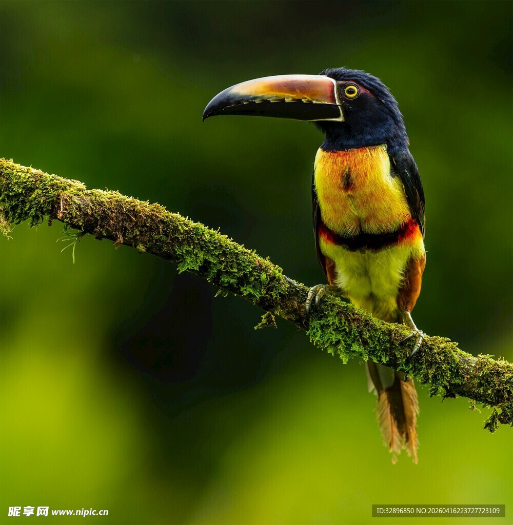 树枝上的多彩巨嘴鸟