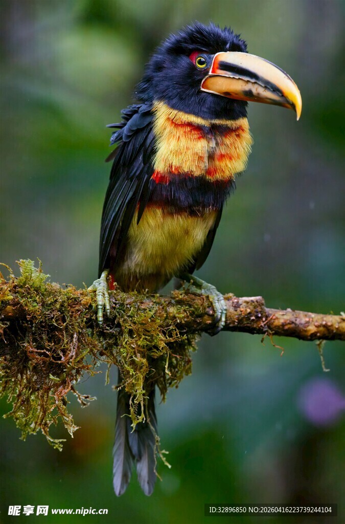 色彩斑斓的巨嘴鸟栖于枝上