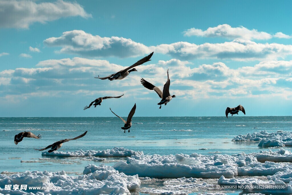 海空飞鸟与浮冰景观