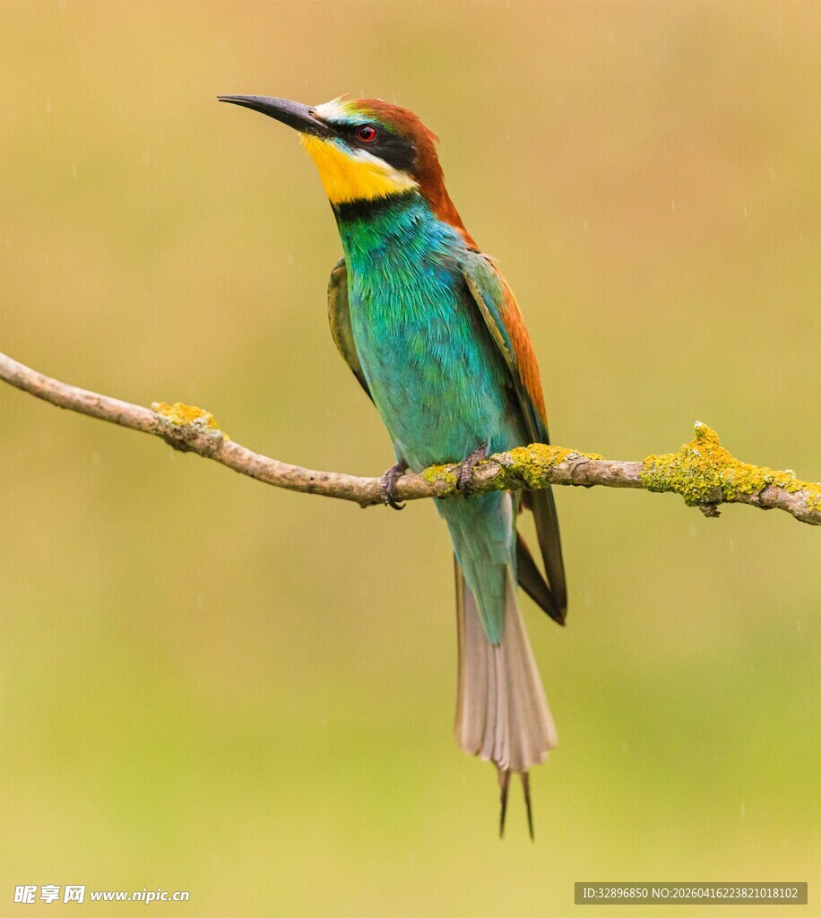 色彩斑斓的小鸟栖息枝头