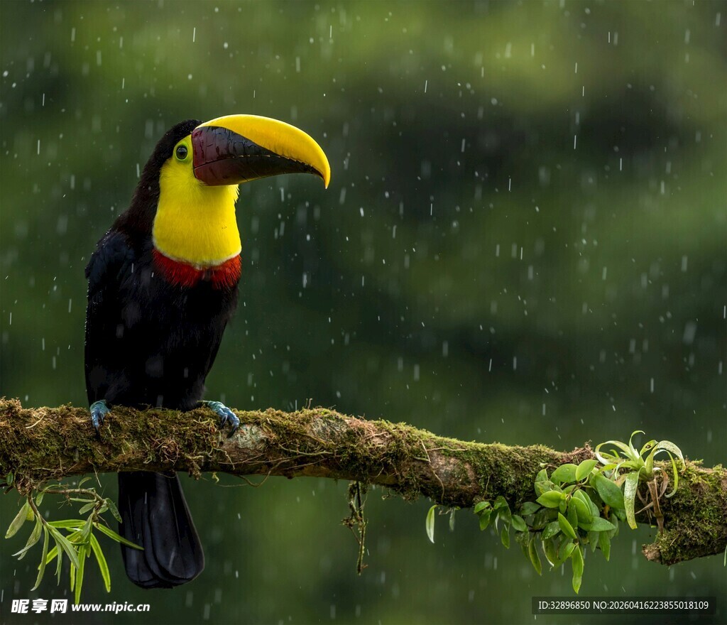 树枝上的巨嘴鸟