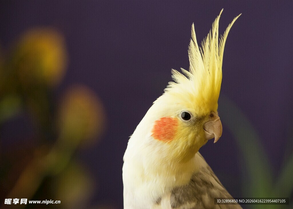 可爱玄凤鹦鹉特写