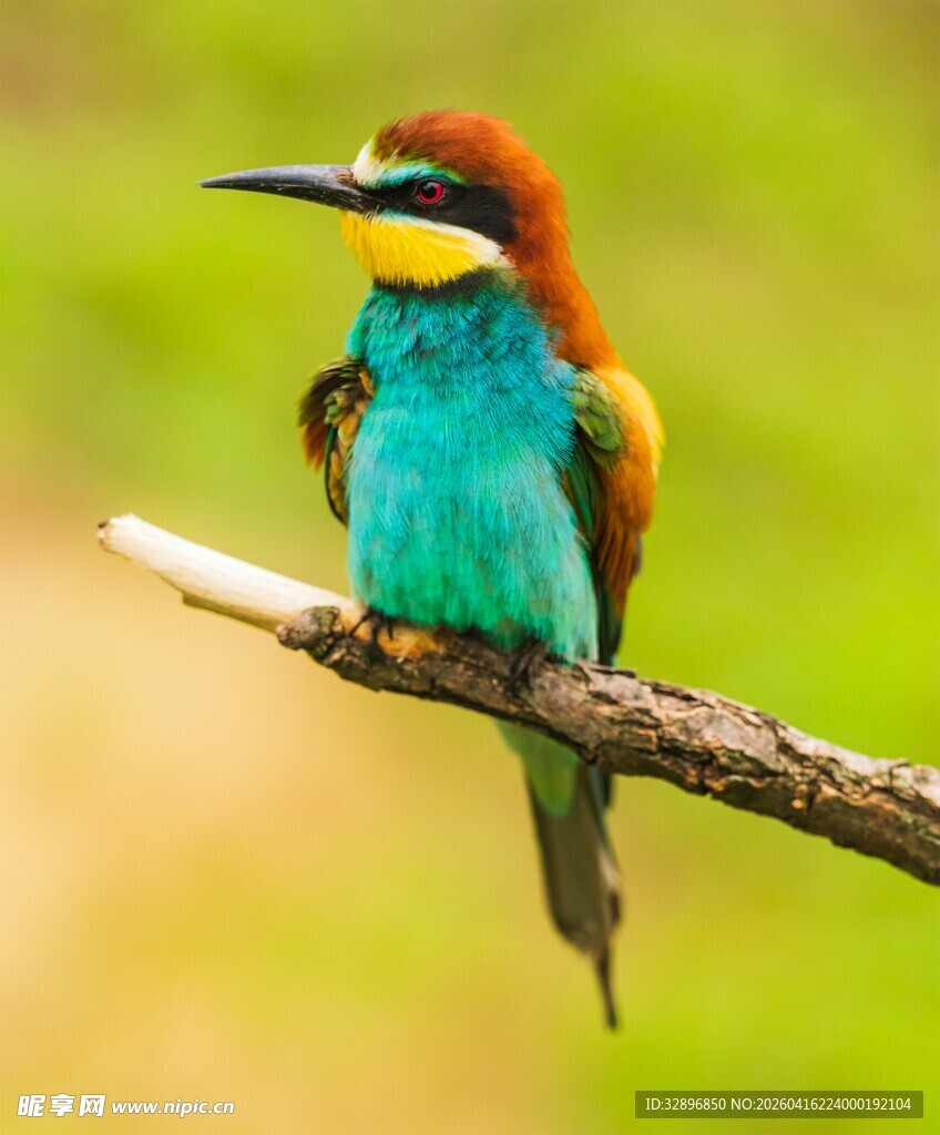 多彩小鸟栖息于枝头