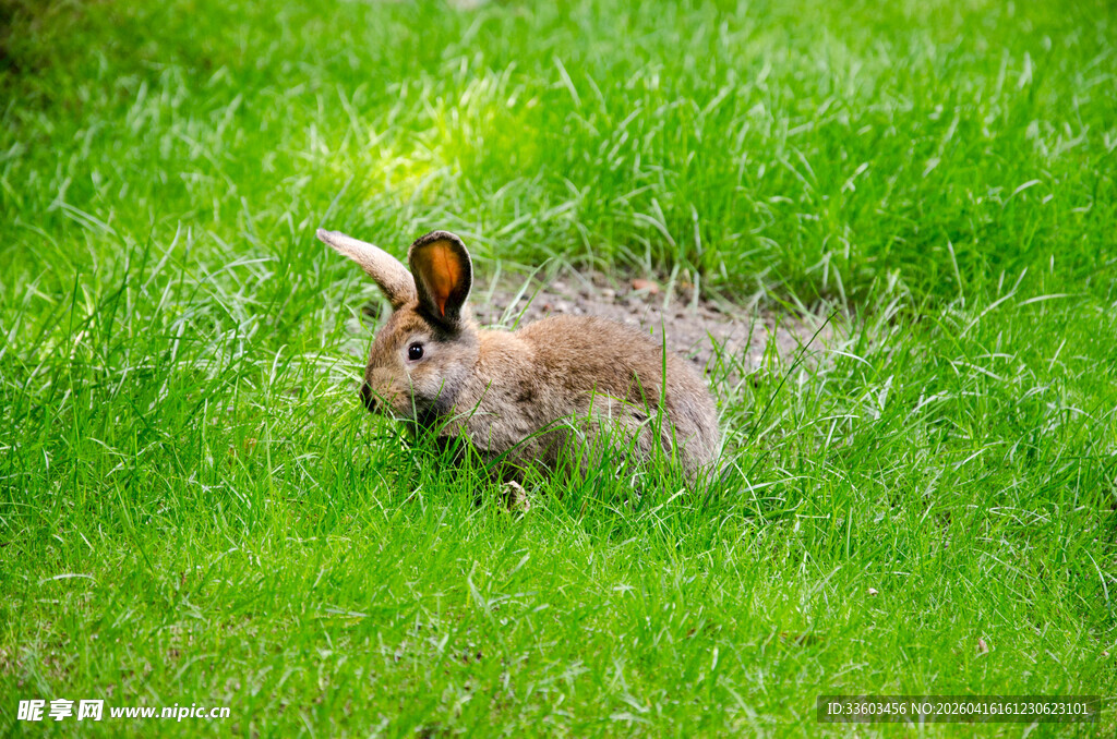 草地上的可爱小兔子