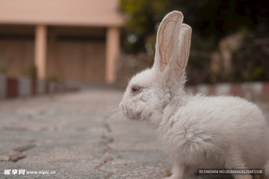 可爱白兔户外静立