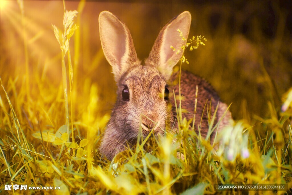 阳光下草丛中的可爱野兔