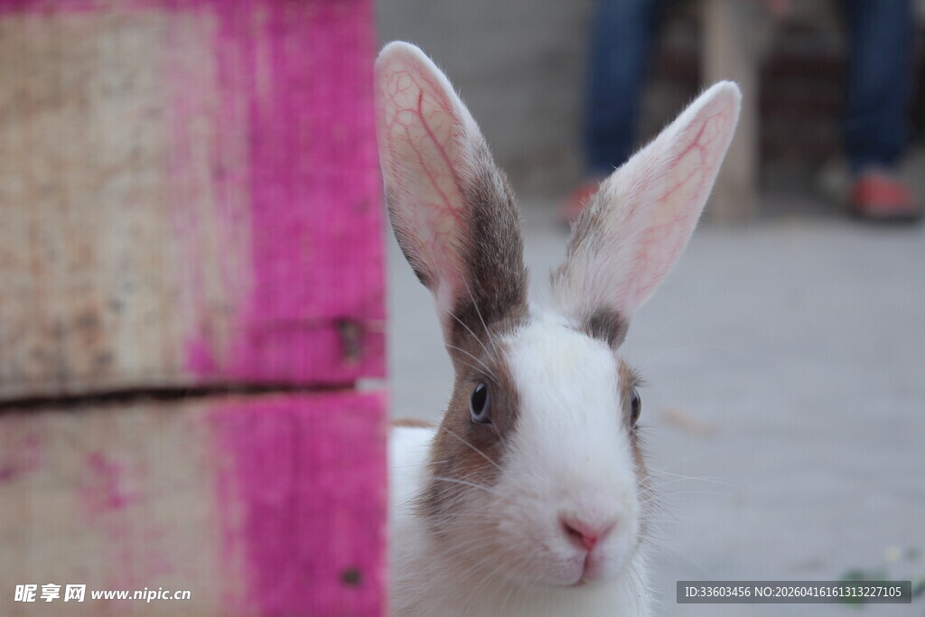 可爱白耳兔