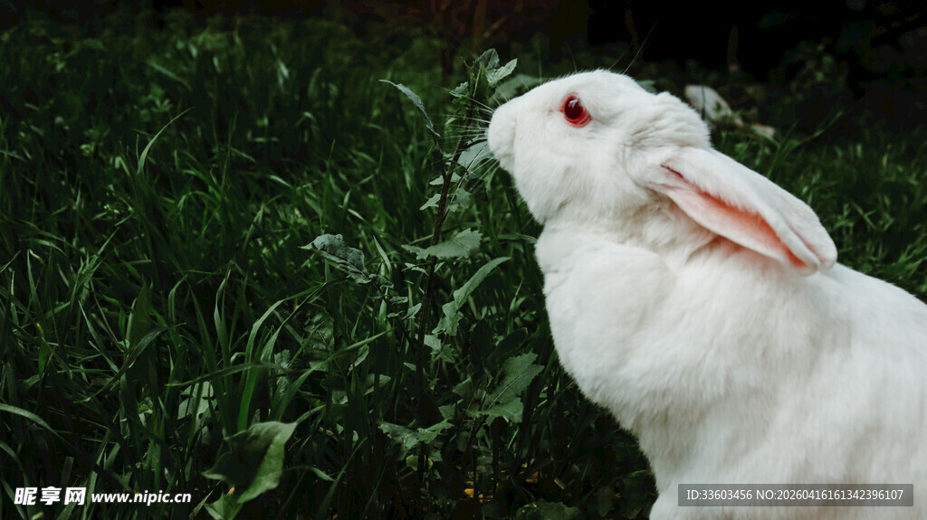 草地上的白兔