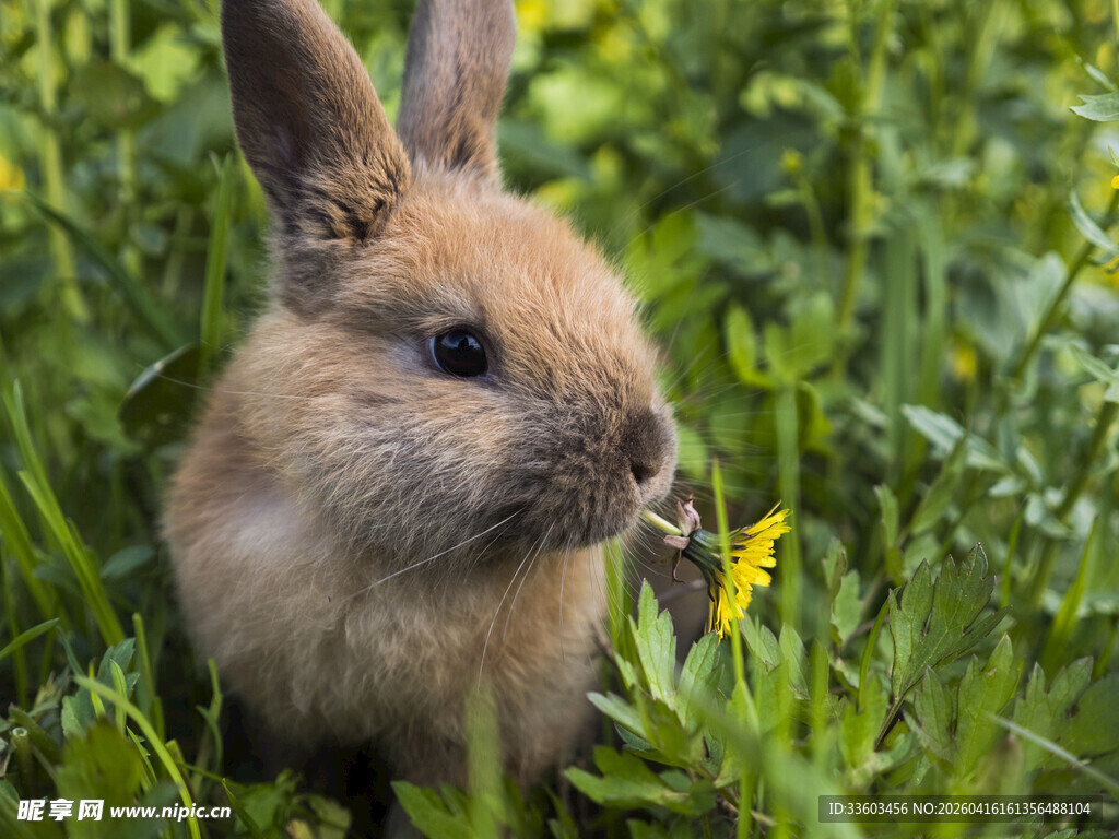 草丛中的可爱小兔子