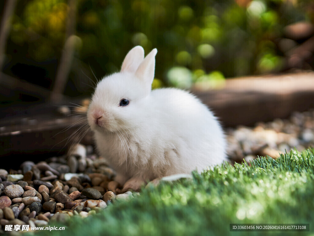 草地上的可爱白兔
