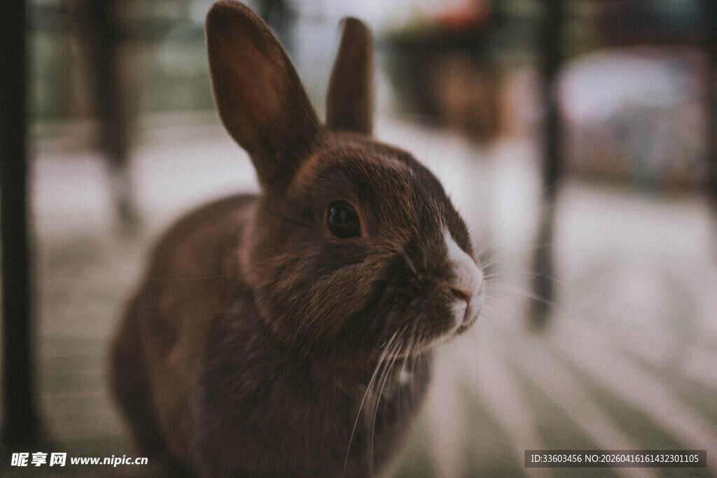 可爱棕兔特写